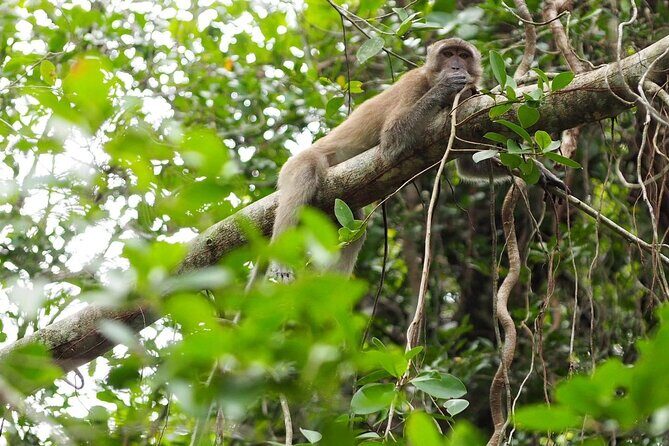 The Little Amazon and Sri Phang Nga Waterfall Full Day Tour From Khao Lak - Final Thoughts