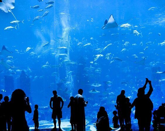 The Lost Chambers Aquarium - Key Points