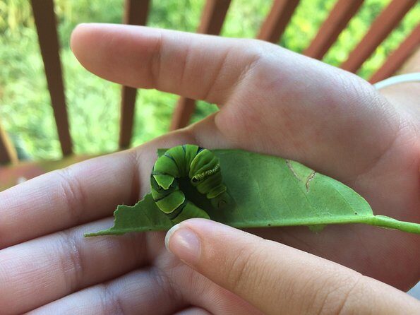 The Maui Butterfly Farm Tour - Why This Tour Is Worth Considering
