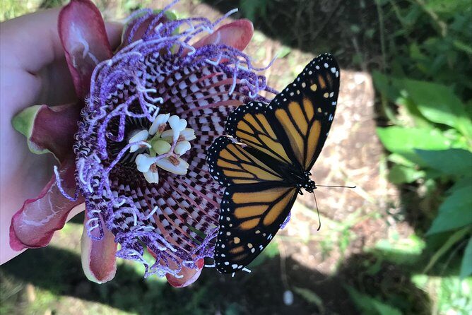 The Maui Butterfly Farm Tour - Frequently Asked Questions