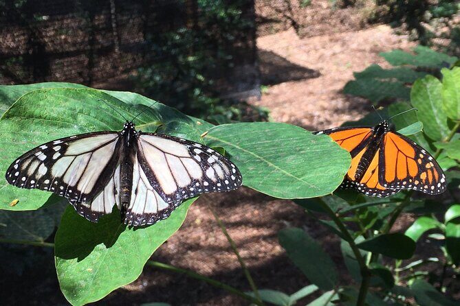 The Maui Butterfly Farm Tour - Final Thoughts