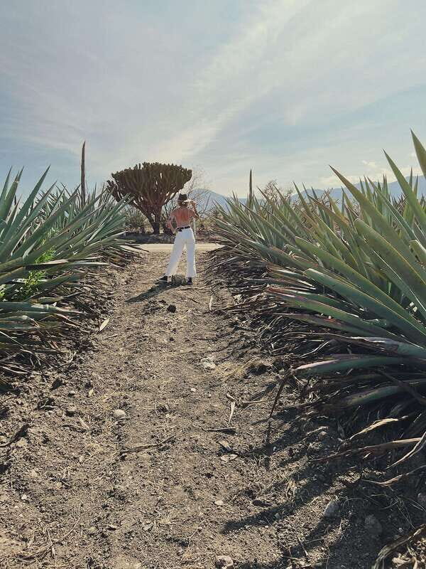 The Mezcal Journey - A Deep Dive into the Experience