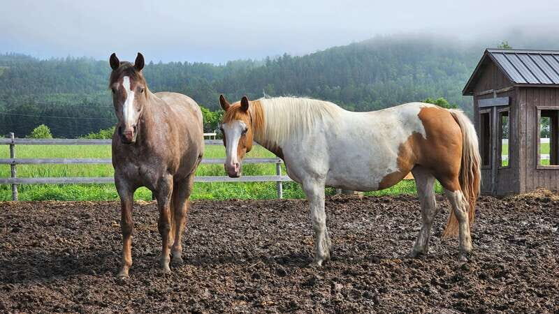 The Montagnarde: Guided horseback ride on mountain trails. - Key Points