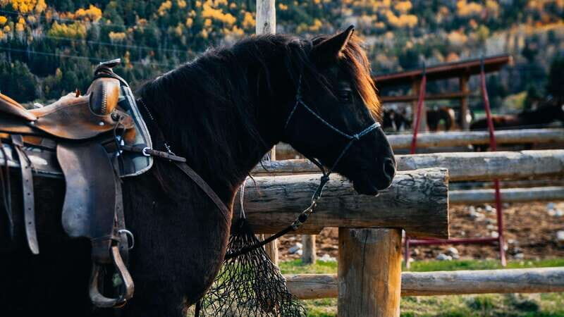 The Montagnarde: Guided horseback ride on mountain trails. - An in-depth look at what you can expect