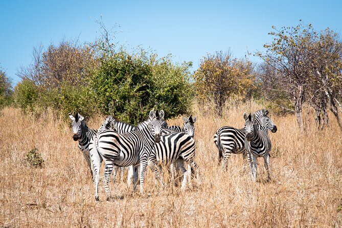 The Mosi oa Tunya National Park Game Drive - An Honest Look at the Mosi-oa-Tunya National Park Game Drive