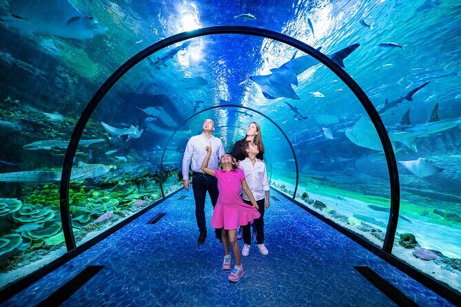 The National Aquarium Abu Dhabi Ticket - A Closer Look at the Experience