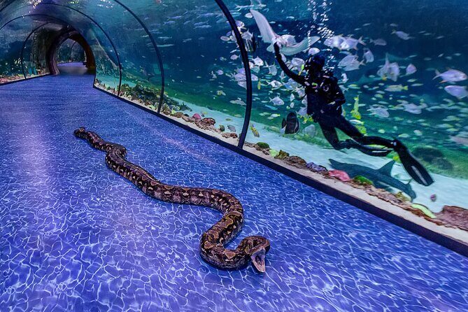 The National Aquarium Abu Dhabi Ticket - Final Thoughts