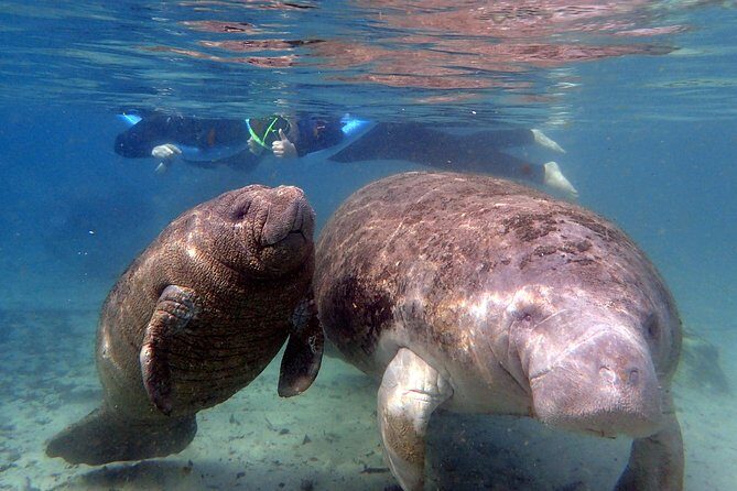 The 'OG' Manatee Snorkel Tour with In-Water Guide/Photographer - Overview of the Experience