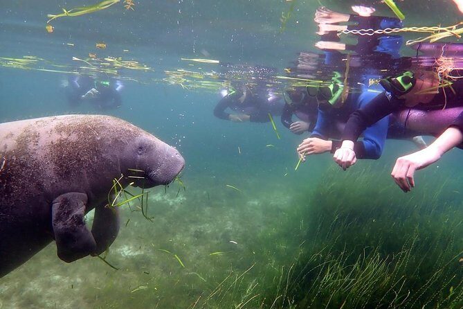 The 'OG' Manatee Snorkel Tour with In-Water Guide/Photographer - Authenticity and Ethical Considerations