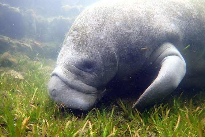 The 'OG' Manatee Snorkel Tour with In-Water Guide/Photographer - The Sum Up