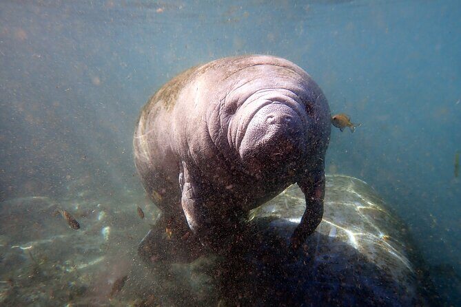 The 'OG' Manatee Snorkel Tour with In-Water Guide/Photographer - FAQ