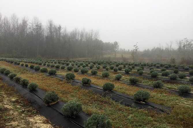 The Olive Grove Tour - Key Points