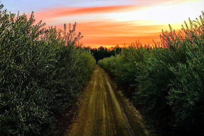The Olive Grove Tour - Who Will Enjoy This Tour?