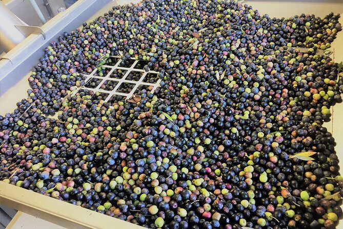 The Olive Grove Tour - FAQ