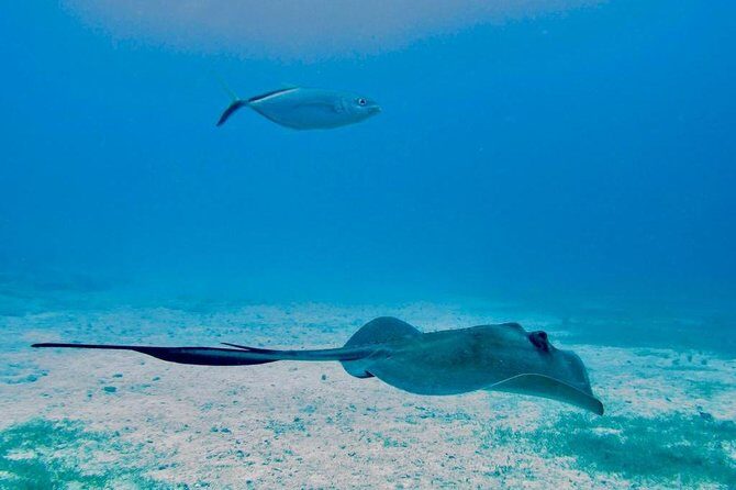 The Original Eco Tour Full-Day Around the Island of Sint Maarten - Key Points