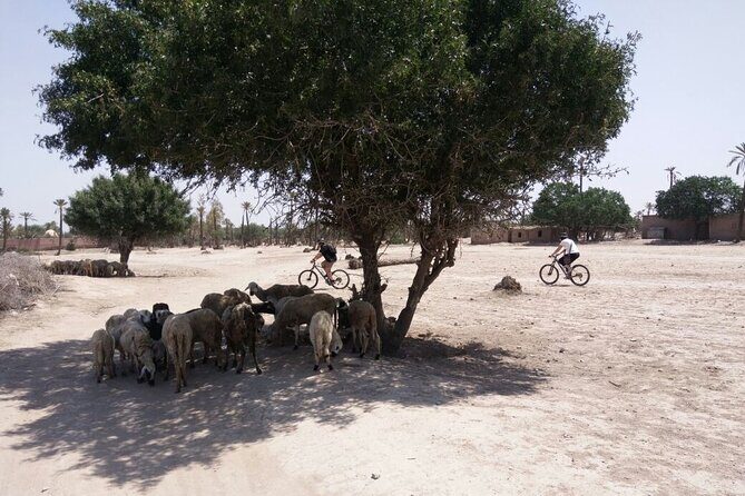The Palmery Off-Road Bike Tour from Marrakech - FAQ