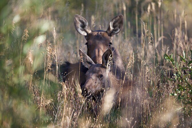 The Premier Wildlife Tours in Rocky Mountain National Park - Key Points