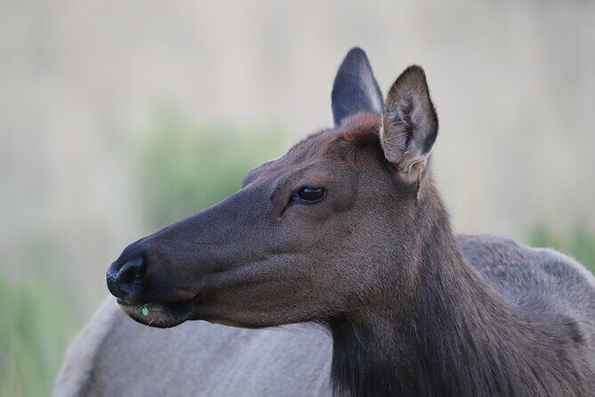 The Premier Wildlife Tours in Rocky Mountain National Park - An In-Depth Look at the Rocky Mountain Wildlife Tour