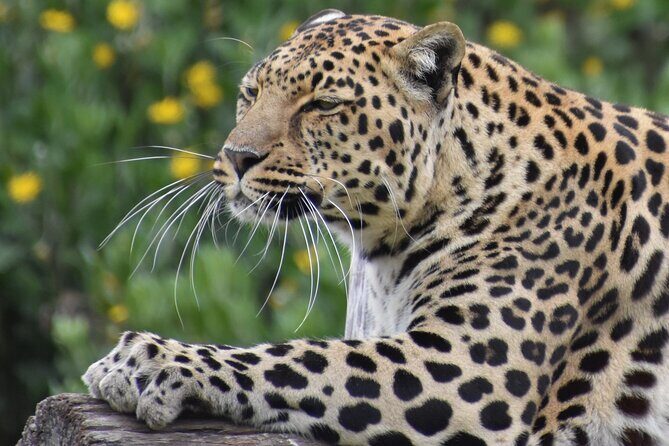 The Private Wildlife Tour - An In-Depth Look at the Tour Experience