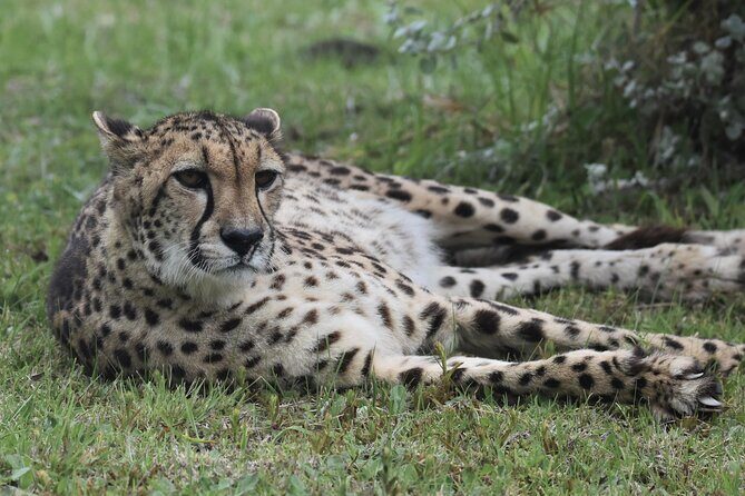 The Private Wildlife Tour - Frequently Asked Questions