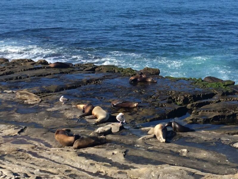 The San Diego Highlights Tour - Key Points