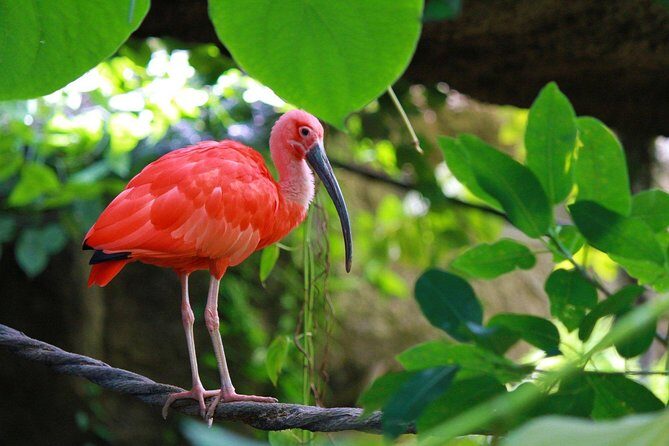 The Scarlet Ibis - Caroni Swamp Tour - Who Should Consider This Tour?
