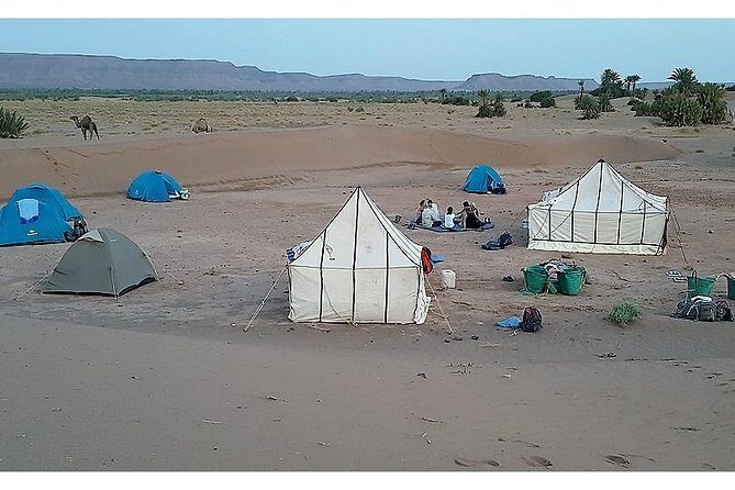 The secret of the camel trekking desert - Key Points