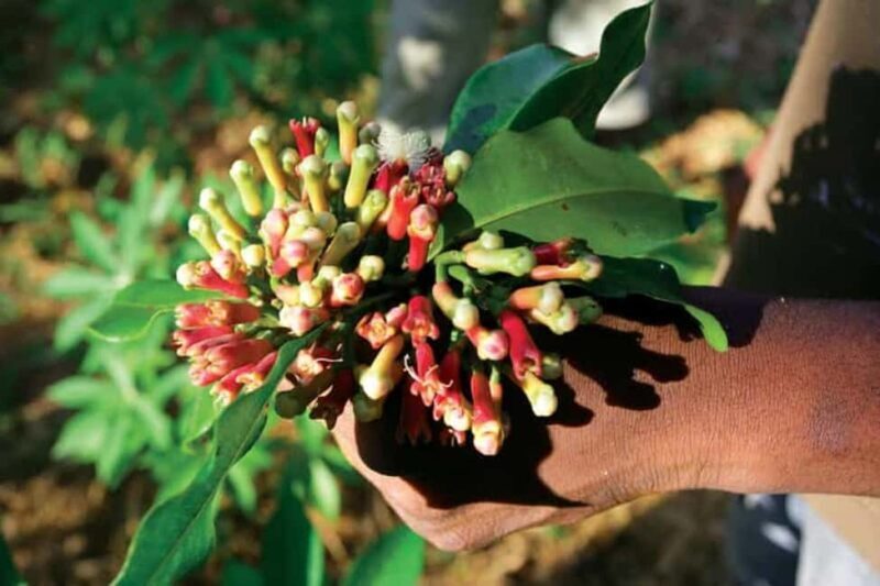 The spice farm and The city tour stone town - Exploring Zanzibar’s Spice Heritage and Historic Heart