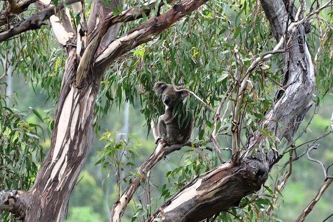 The Tastes of Tamborine Mountain - The Sum Up: The Tour for Genuine Nature and Flavor Experiences