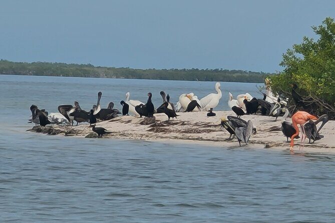 The Three Islands Tour Explore Holbox's Natural Wonders - The Sum Up: Who’s It Best For?