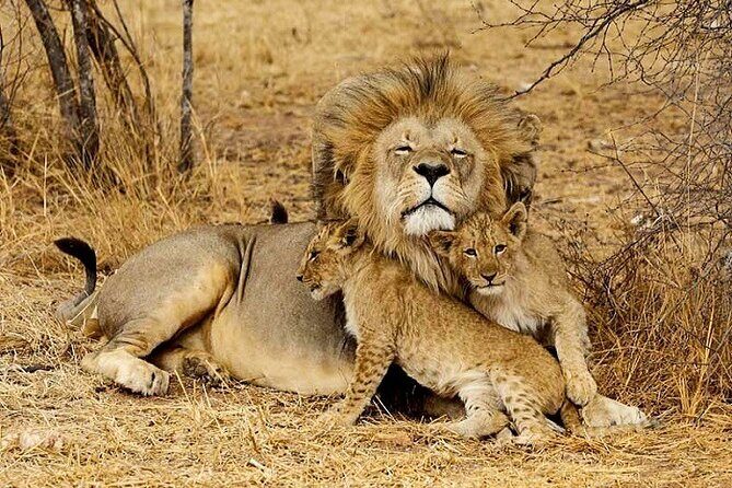 The Top Rated 6-Day Serengeti Budget Camping Safari in Tanzania - Wrapping Up