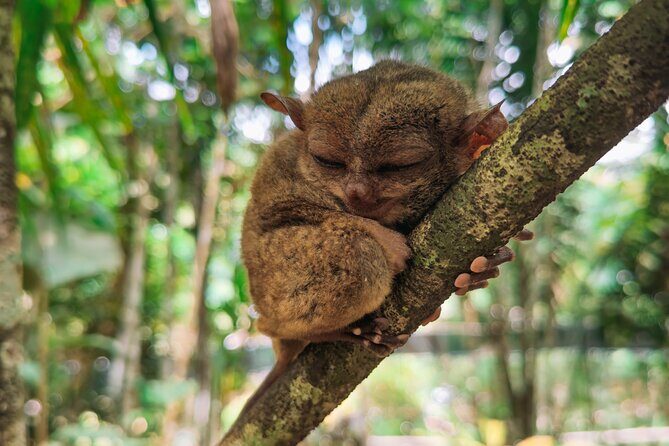 The tour of the must-see sites of Bohol - Introduction