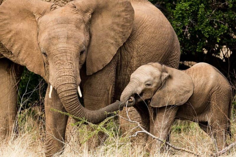 The Ultimate 7 Days : Discover Tsavo, Amboseli & Masai Mara - Introduction to the Tour