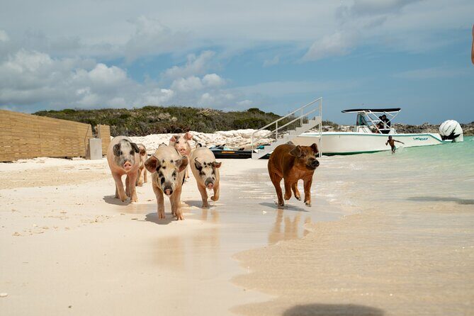 The Ultimate Bahamian Beach Day: Pigs, Jet Ski, Snorkeling & More - Price and Value Analysis
