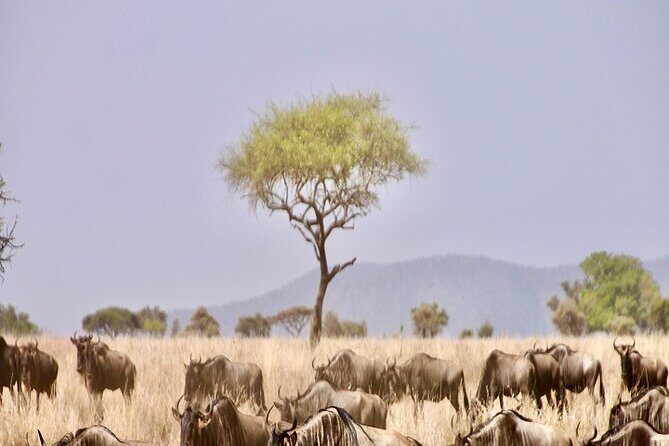 The Ultimate Guide for 2-Day Tanzania Safari from Mwanza - Introduction: What’s This Safari All About?