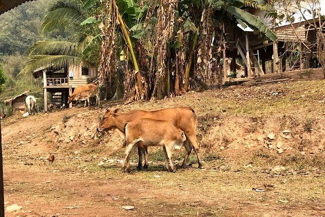 The Ultimate Hikers Choice - 5 days forest trek with homestay and camping - FAQs