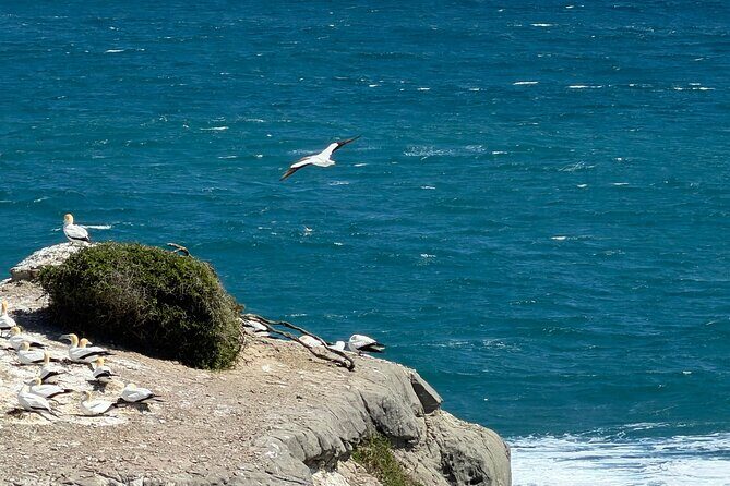The Ultimate Muriwai Gannet Colony Experience Private Tour - Transportation and Timing