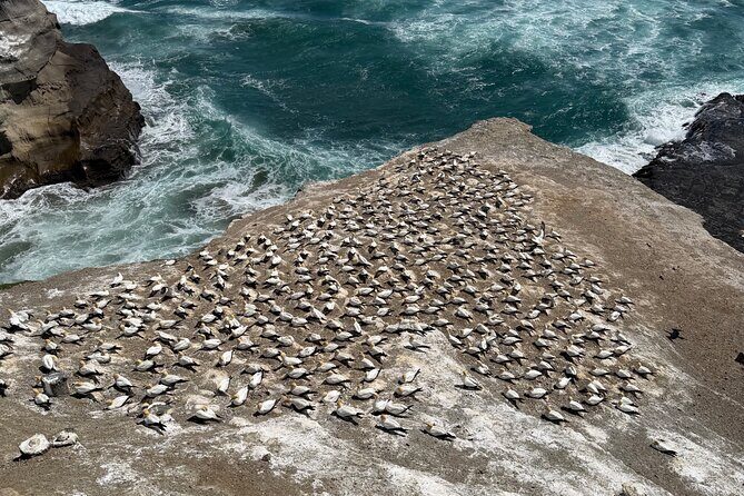 The Ultimate Muriwai Gannet Colony Experience Private Tour - Who Is This Tour Best For?