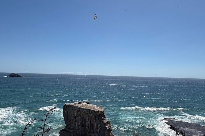 The Ultimate Muriwai Gannet Colony Experience Private Tour - FAQs