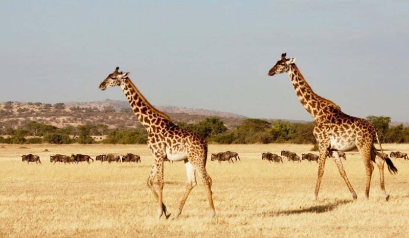 The Ultimate Tanzania Luxury Safari (All Inclusive Tour) - Key Points