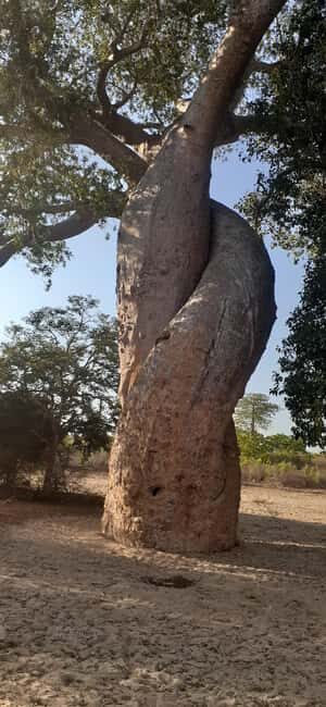 The west beauty of Madagascar: Tsingy and Baobab trees - A Deep Dive into the Itinerary: What to Expect