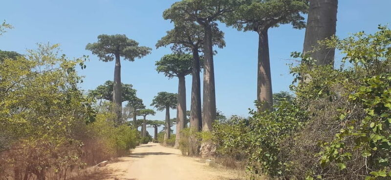 The west beauty of Madagascar: Tsingy and Baobab trees - The Real Value: What You Get for the Price