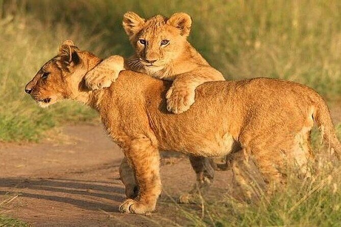 The World's Best 1 Day Tarangire Budget Group Safari From Arusha - Why Choose This Safari? The Highlights