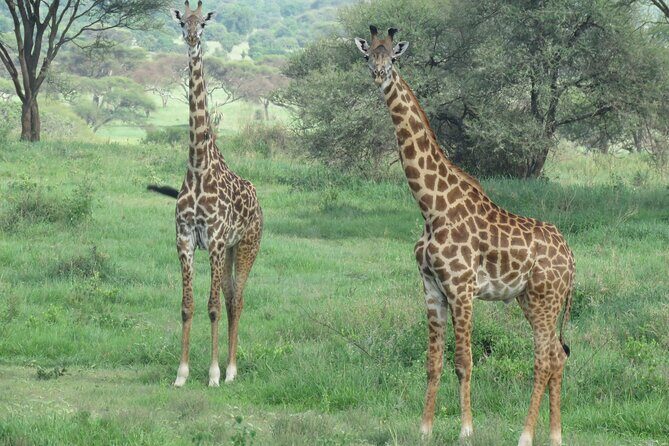 The World's Most Affordable 5-day Serengeti Budget Camping Safari - Who Will Love This Safari?