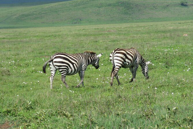 The World's Most Affordable 5-day Serengeti Budget Camping Safari - Final Thoughts