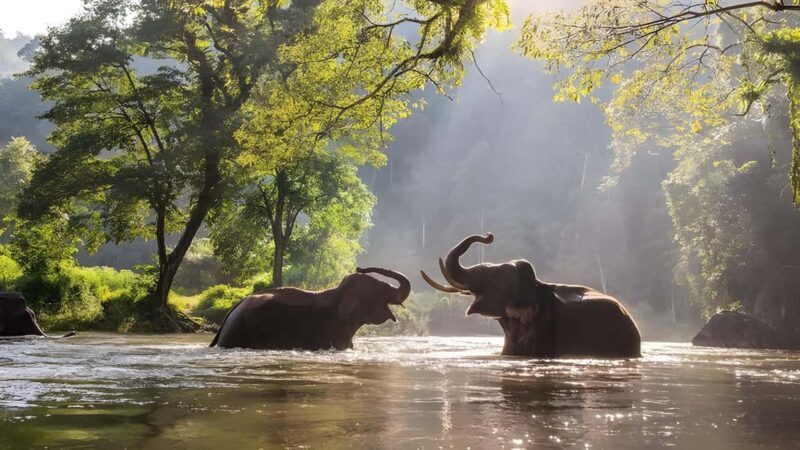 Thekkady Adventure: Off-Road Jeep Safari & Vagamon Tour - Introducing the Experience