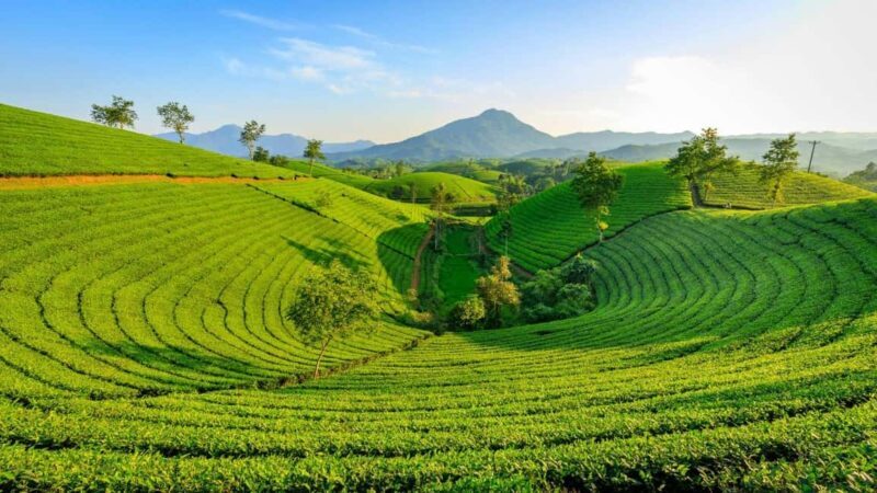 Thekkady: Vagamon Hill Station Day Trip with Breakfast - Starting Point and Transportation