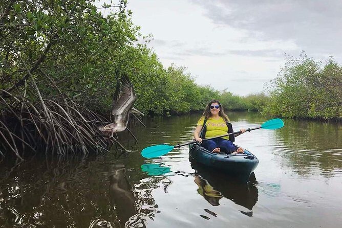 Thousand Island Mangrove Tunnel, Manatee & Dolphin Kayak Tour w/Cocoa Kayaking - Equipment and Comfort