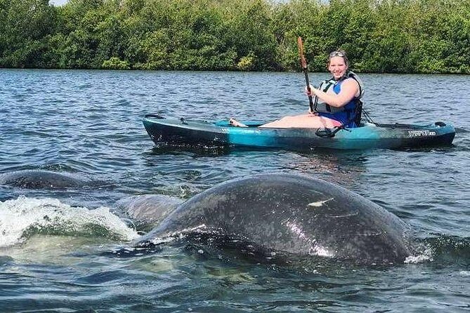 Thousand Island Mangrove Tunnel, Manatee & Dolphin Kayak Tour w/Cocoa Kayaking - Wildlife & Scenery: What You’ll See