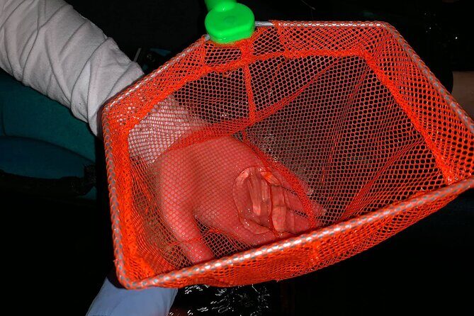 Thousand Islands Bioluminescent Kayak Tour with Cocoa Kayaking! - The Sum Up